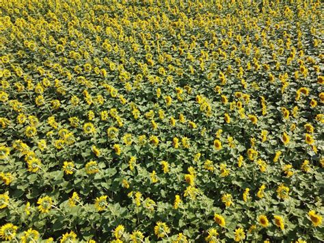 Sunflower Field Top View Sunflower Plants Bloom In A Farmer S Field