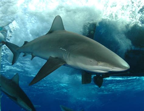 Interesting Facts About Galapagos Sharks That Adventure Life