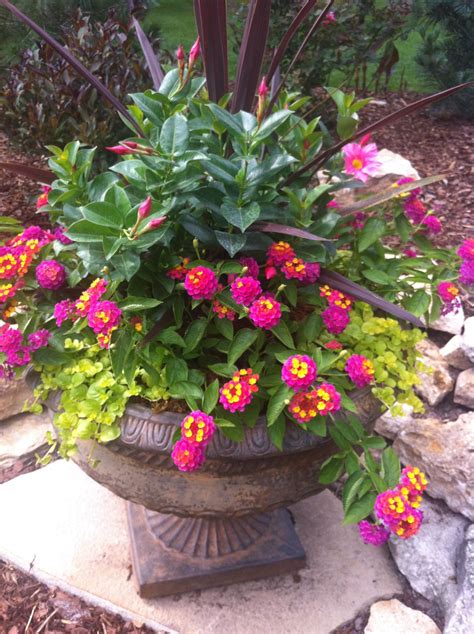 A Beautiful Container Filled With Pretty Lantana Outdoor Living