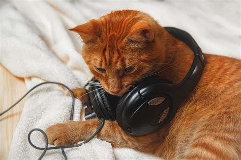 Cats And Music What You Should Know Cats Best