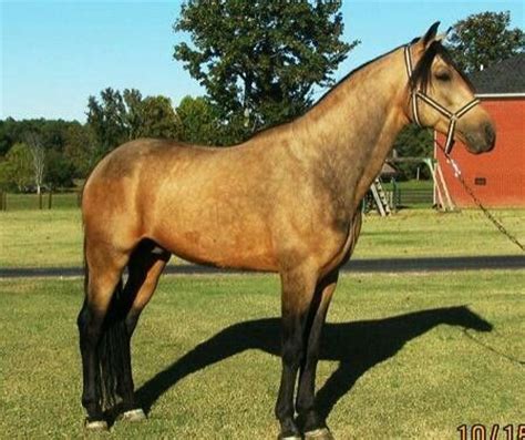 images  single footing horses  pinterest pretty boys american saddlebred
