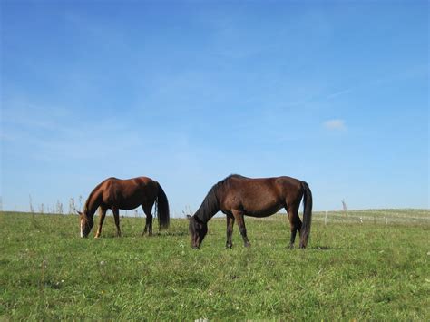 Ponies Graze Pasture Free Photo On Pixabay Pixabay