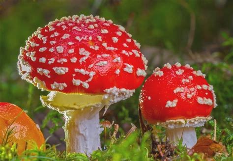 Red Mushroom Color Scheme Image