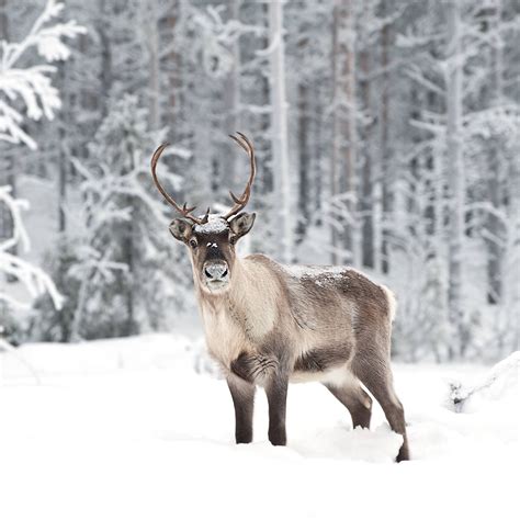 Reindeer Wallpapers Top Free Reindeer Backgrounds Wallpaperaccess