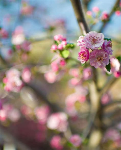 Crabapple Prairie Rose Creekside Tree Nursery