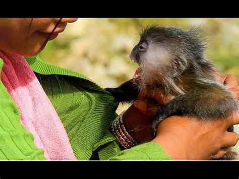 Do it outside the bathroom and don't put her in the water. Baby Monkey Cling And Crying Loudly When Mom Bring Her ...