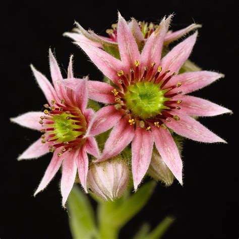 You can leave the bloom until it has finished and the stem and base rosette will dry out and die. Hens and Chicks In Bloom | Hens and chicks, Bloom, Plant ...
