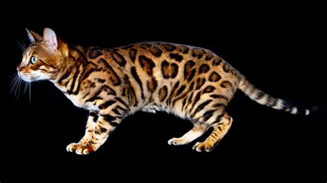 Bengal Cats Are Mini Leopard Hybrid Housecats Asian Leopard Cat