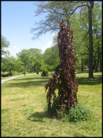 Weeping Copper Beech Grows On You