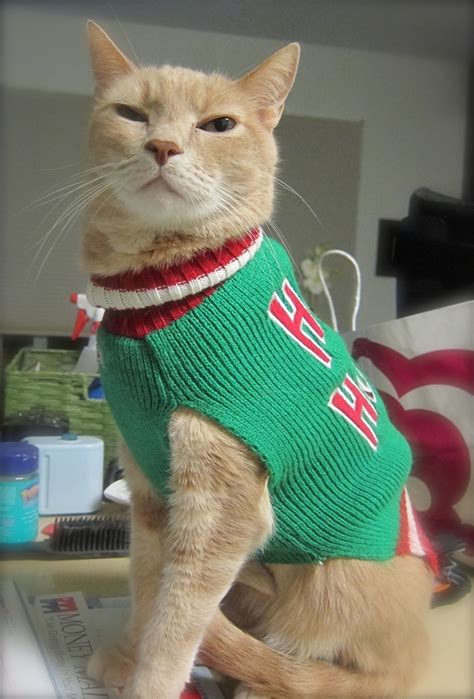 30 Photos Of Cats In Jumpers Various Hoodies And Tops