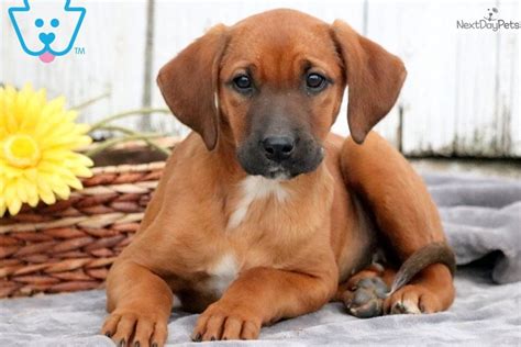 Buttercup: Redbone Coonhound puppy for sale near Lancaster, Pennsylvania. | 75fce3ab-f8f1