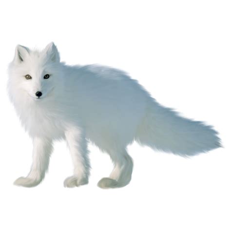White Moving Arctic Fox Transparent PNG PNG Play