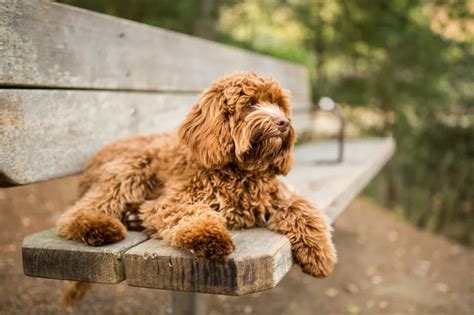 Labradoodle Mixed Dog Breed Information And Characteristics