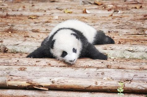 Fun Panda Facts With Pictures Readers Digest