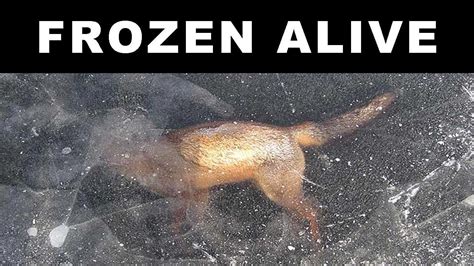 Animals Found Frozen In Ice Youtube