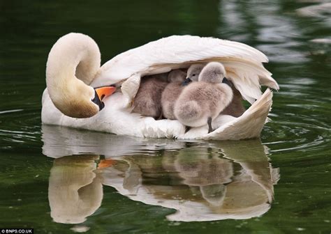 Photography Moments Animal Mother And Baby 1