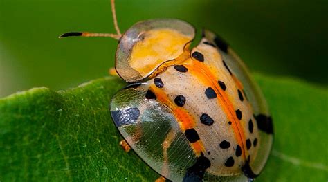 Documentário O Mundo Dos Insetos Entomologia Zoologia Biólogo