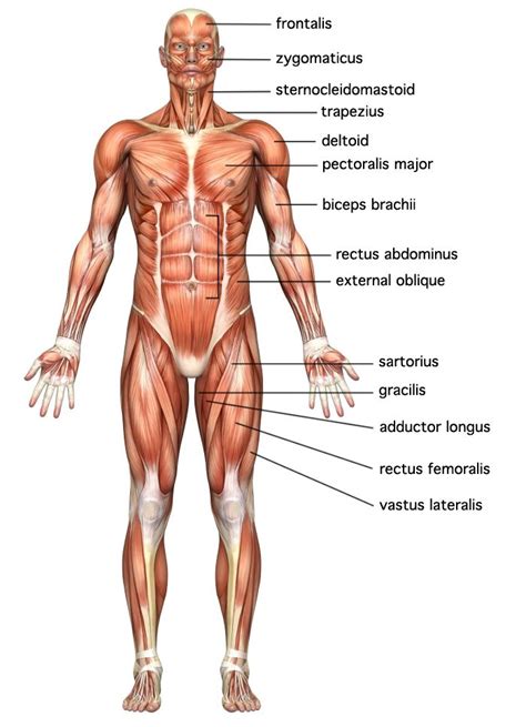 This is a table of skeletal muscles of the human anatomy. The muscular system explained. Also great pictures of the ...
