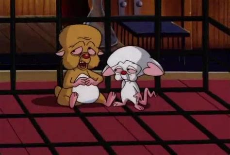 pinky and the brain season 4 episode 3 brainwashed part 3 wash harder watch cartoons online