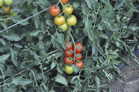 3 Ways To Support Tomatoes Espoma