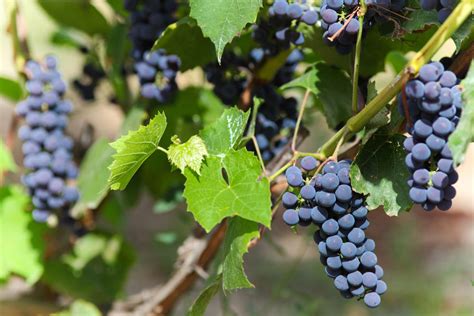 What Are The Best Types Of Grapes For Red Wine Kazzit Us Wineries