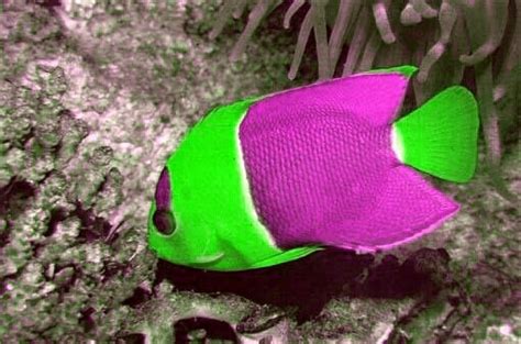 Green And Purple Angelfish Rare Fish Beautiful Sea Creatures