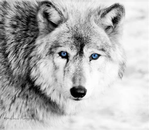 Eyes Of The Wolf Photograph By Straublund Photography Fine Art America