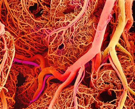 Fractal Of The Week Blood Vessels The Art Of Nature