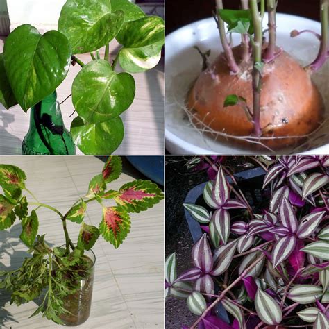 8 Best Indoor Plant Grow In Water Water Garden Plants Naturebring