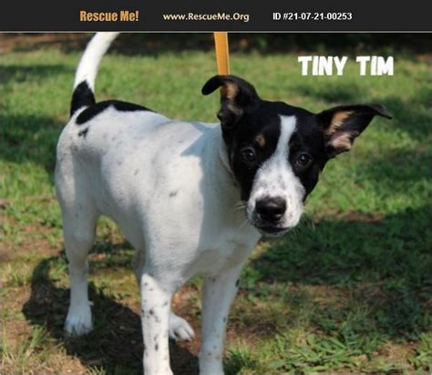 Adopt 21072100253 ~ Border Terrier Rescue ~ Conway Ar