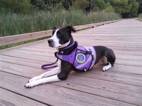 We did not find results for: Reflective dog vest. | Dog safety vest, Service dog vests, Service dogs gear