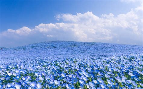Field Full With Blue Flowers Wonderful Nature Wallpaper