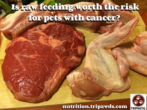 Organic and fresh food items definitely make a great difference. The Risk of Raw Food for Dogs and Cats with Cancer