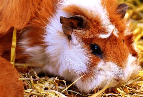 Free Images Cute Mammal Rodent Fauna Guinea Pig Face Whiskers