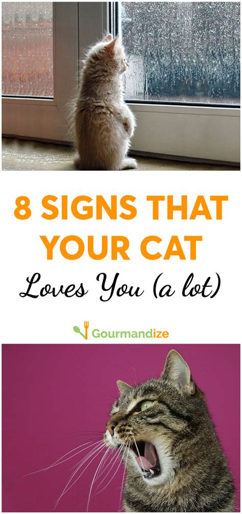 8 Signs That Your Cat Loves You A Lot Pet Care Cats Cat Love Cats