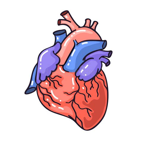 Hand Drawing Sketch Anatomical Heartcartoon Style Vector Illustration