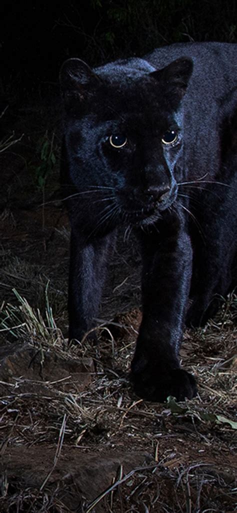 Rare Wild Black Leopard Photographed In Africa For The First Time In 84e