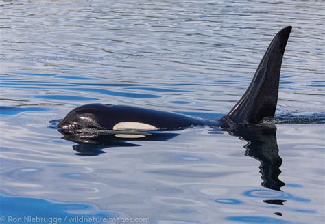 Killer Whale Alaska Photos By Ron Niebrugge