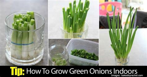 Tip How To Grow Green Onions Indoors