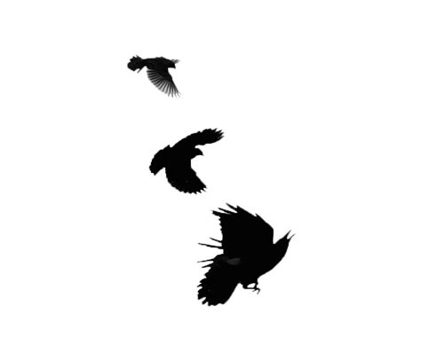 Common Blackbird Png Images Transparent Free Download Pngmart