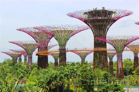 Photos Walk Atop The Treetops At Singapores Gardens By The Bay