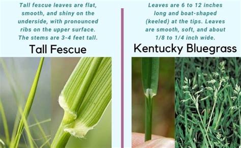 Kentucky Bluegrass Vs Tall Fescue Which Is Better Crabgrasslawn