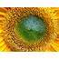 Wallpapers Sunflower Close Up