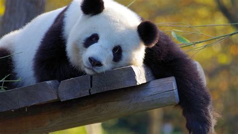 White Black Panda Is Lying Down On Wooden Bench In Blur Green Bokeh