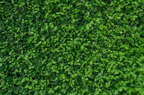 Premium Photo Small Green Leaves In Hedge Wall Texture Background