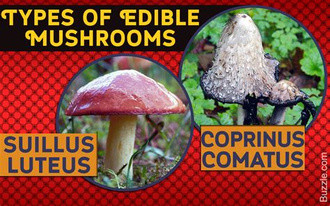 How To Determine Edible Mushrooms All Mushroom Info