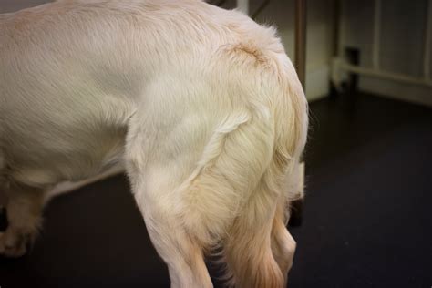 Can Stress Cause Bald Spots In Dogs