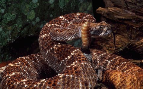 Animal Rattlesnake Hd Wallpaper