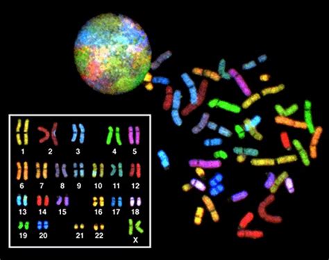 Eukaryotic Chromosomal Structure And Compaction Cell Reproduction