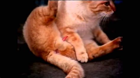 Cat Mating Documentary Youtube